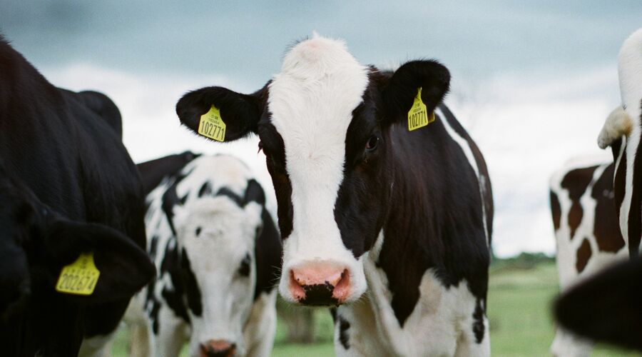 GMB Trade Union - Cow dung could help heat 10 million homes