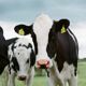 GMB - Cow dung could help heat 10 million homes