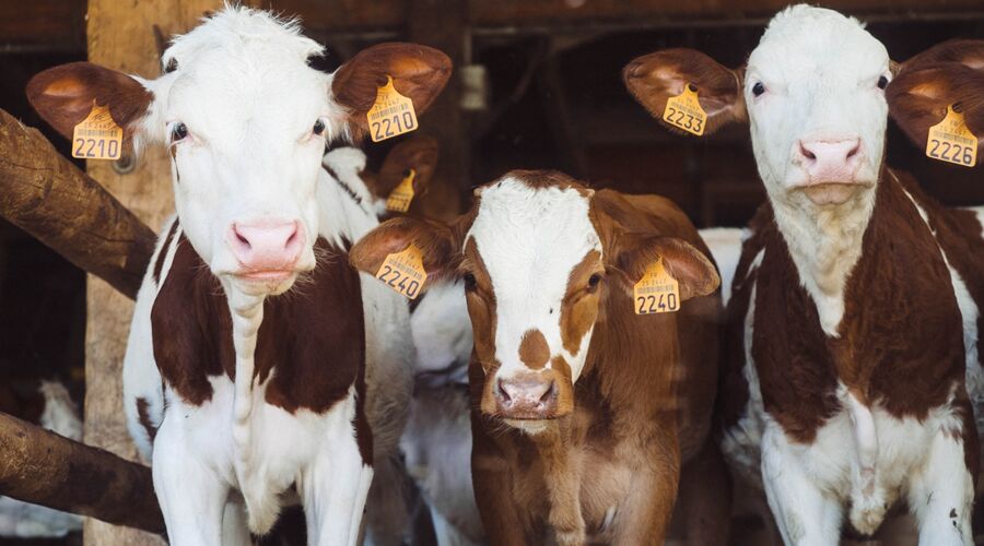 GMB Trade Union - Striking Welsh farm feed workers win 20 per cent pay rise