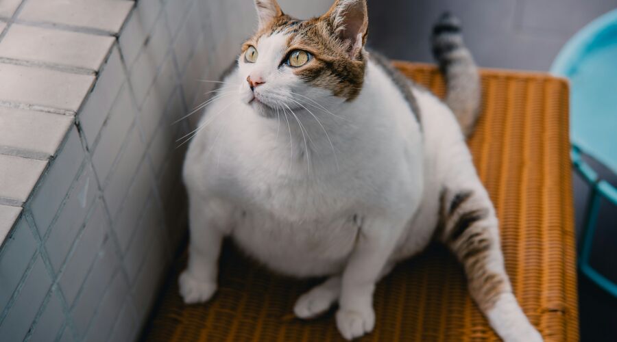GMB Trade Union - Fat cat bosses' pay passes average worker already