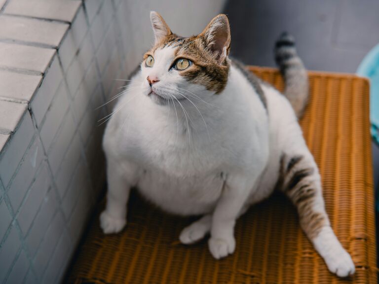 GMB - Fat cat bosses' pay passes average worker already