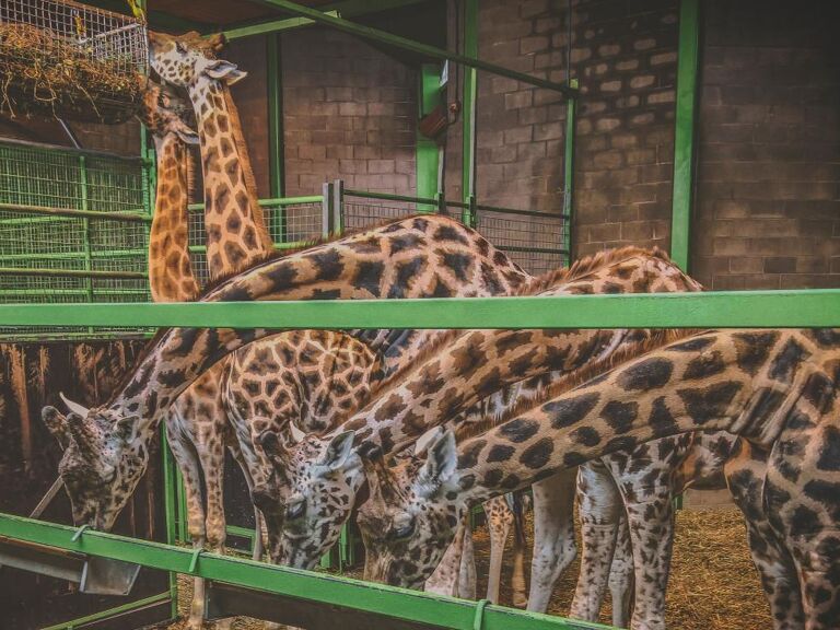 GMB - GMB hails 'first step to saving Belfast Zoo'