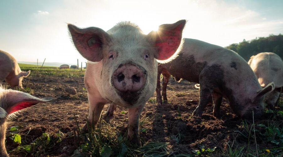 GMB Trade Union - Welsh farm feed workers strike